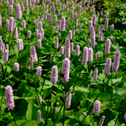 Persicaria aff. &