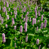 Persicaria aff. 'Superba'