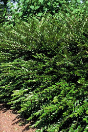Lonicera pileata &
