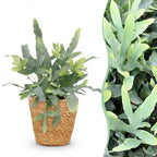 Phlebodium aureum Blue Star met mand, detail van het blad