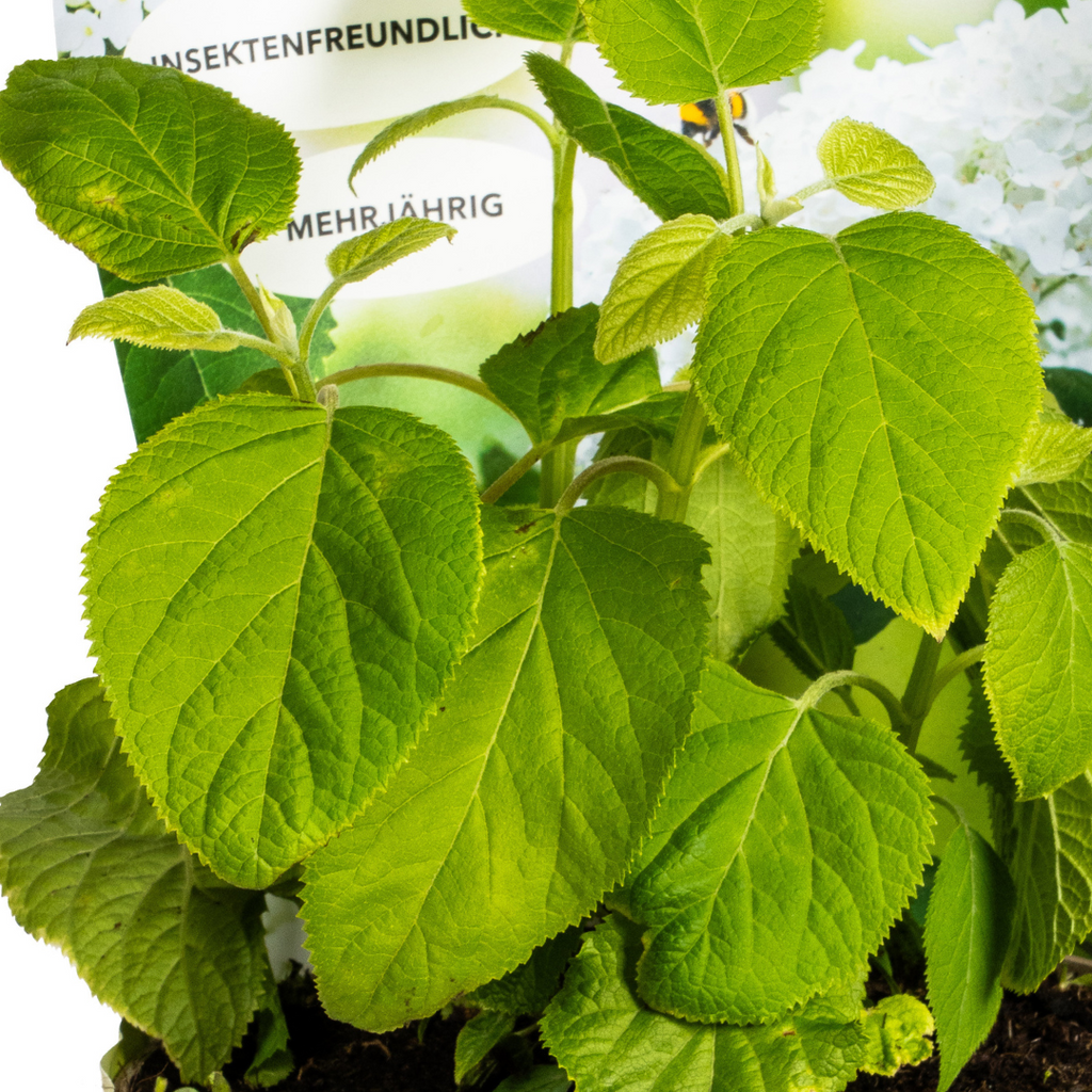 Productafbeelding van Pureplant