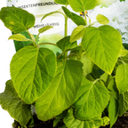 Productafbeelding van Pureplant