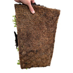 Sedum mat, groene bladeren