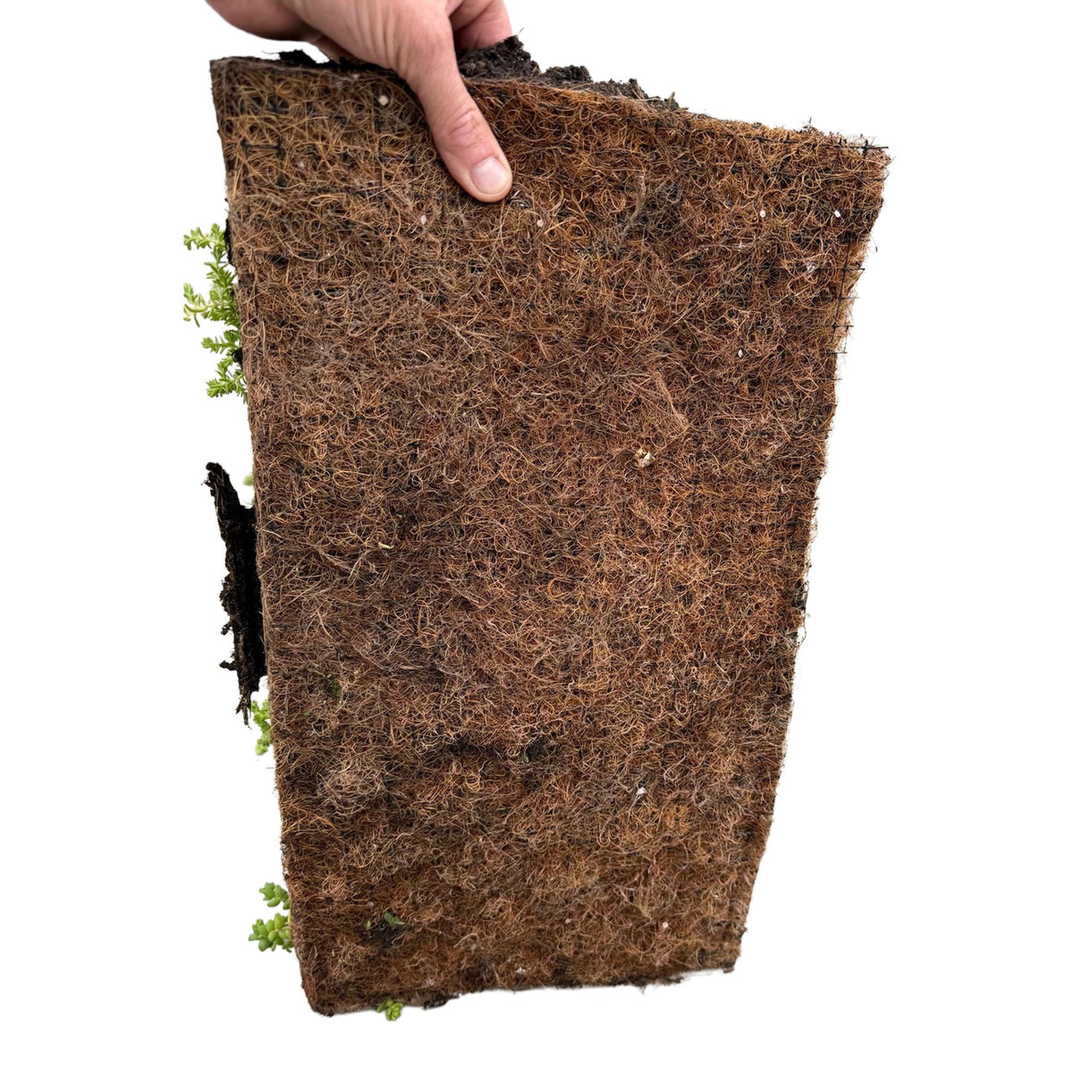 Sedum mat, groene bladeren