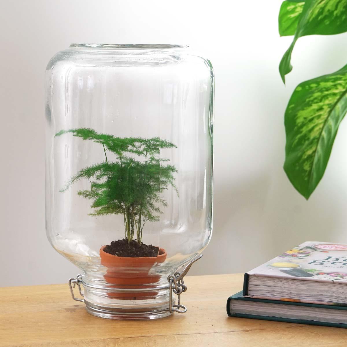 Productfoto van Easyplant - Asparagus
