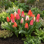 Greigii tulpen mix bloembollen, foto 2