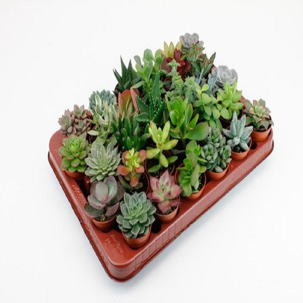 Productfoto van LOCK | Succulenten 30 Stuks Potmaat