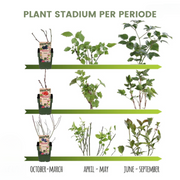 Zomervruchten, BIO fruitplanten mix van 4 soorten