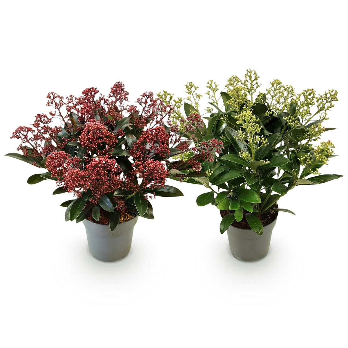 Skimmia japonica Duo, kenmerkend blad