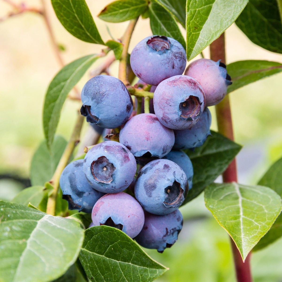 Bosbes Jersey, fruitgewas voor de tuin, plant in pot