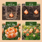 Tulp &