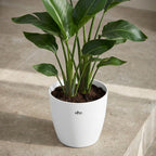 Elho Brussels ronde bloempot, wit, Ø25 cm, groeiwijze van de plant