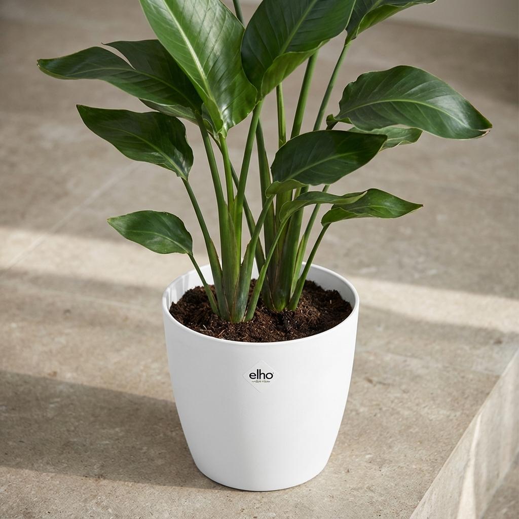 Elho Brussels ronde bloempot, wit, Ø25 cm, groeiwijze van de plant