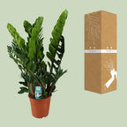 Detailfoto van ZZ-plant Zamioculcas zamiifolia, glanzend blad, 80 cm hoog