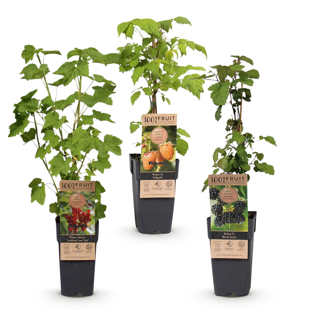 Kleinfruit-mix Tricolour, fruitgewas voor de tuin, detail van het blad