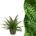 Nephrolepsis exaltata Green Lady met grijze pot, plant in pot