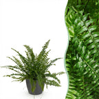 Nephrolepsis exaltata Green Lady met grijze pot, plant in pot
