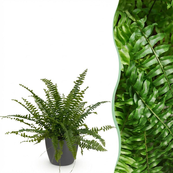 Nephrolepsis exaltata Green Lady met grijze pot