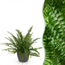 Nephrolepsis exaltata Green Lady met grijze pot