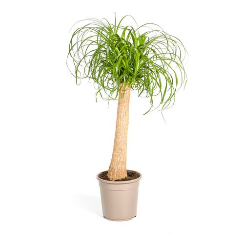 Beaucarnea Recurvata Stam, plant in pot