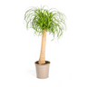 Beaucarnea Recurvata Stam