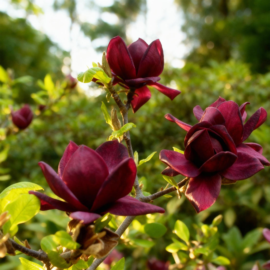 Magnolia Genie, compacte plant