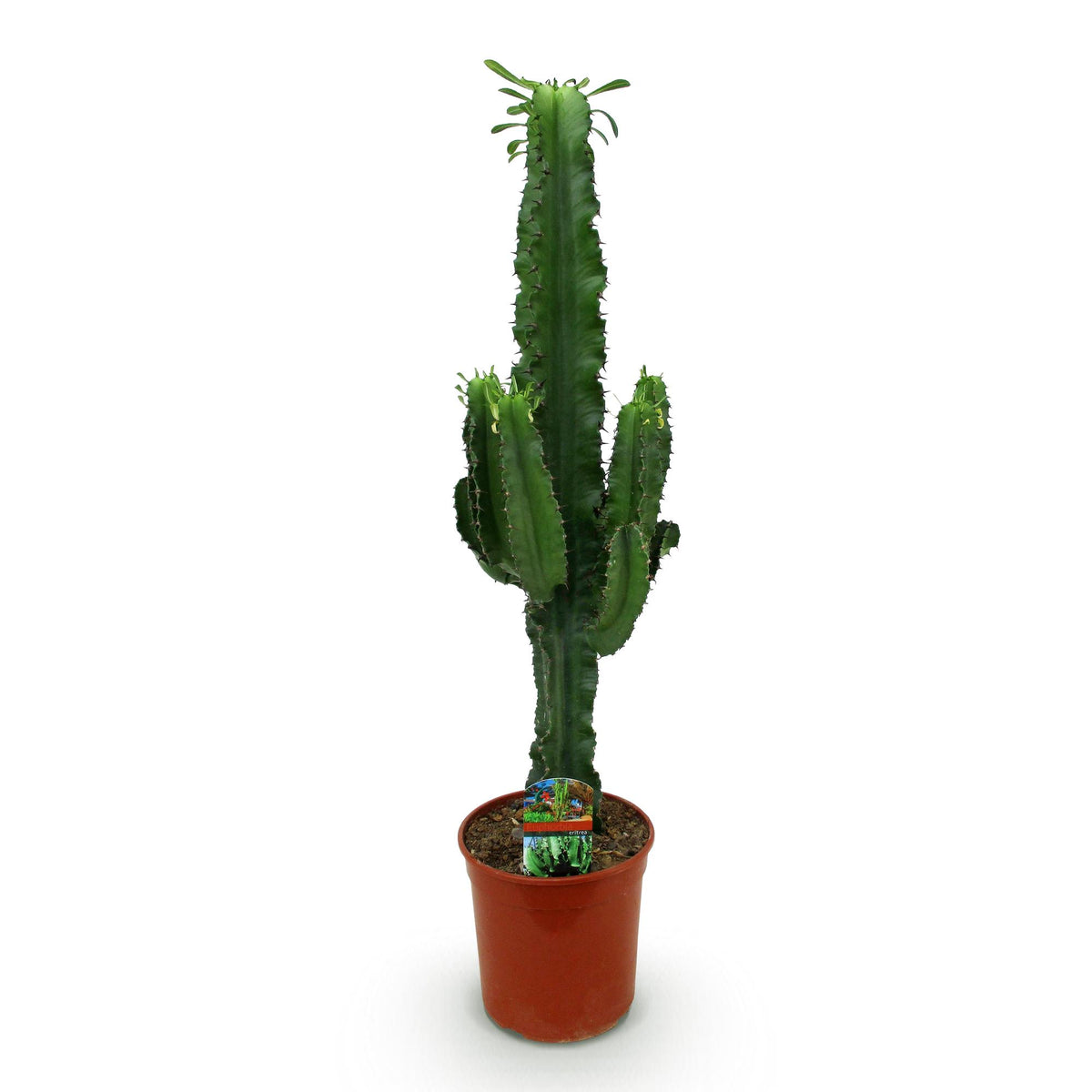 Euphorbia eritrea, 70 cm hoog, groene bladeren