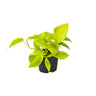 Epipremnum Golden Pothos - Scindapsus - Aanbieding