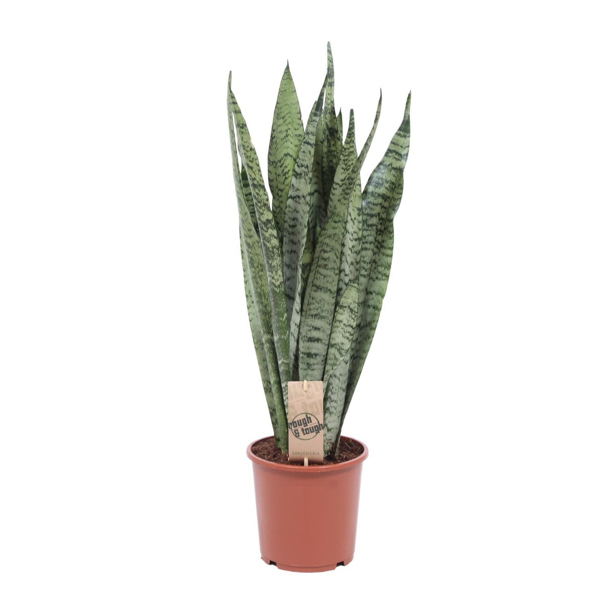 Sansevieria Zeylanica, plant in pot