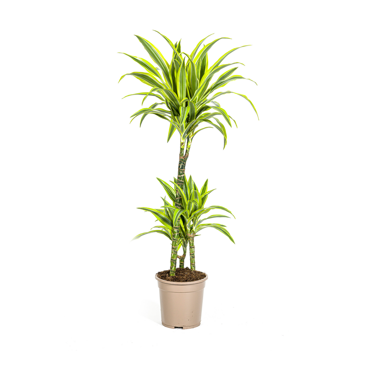 Dracaena Deremensis Lemon Lime, plant in pot