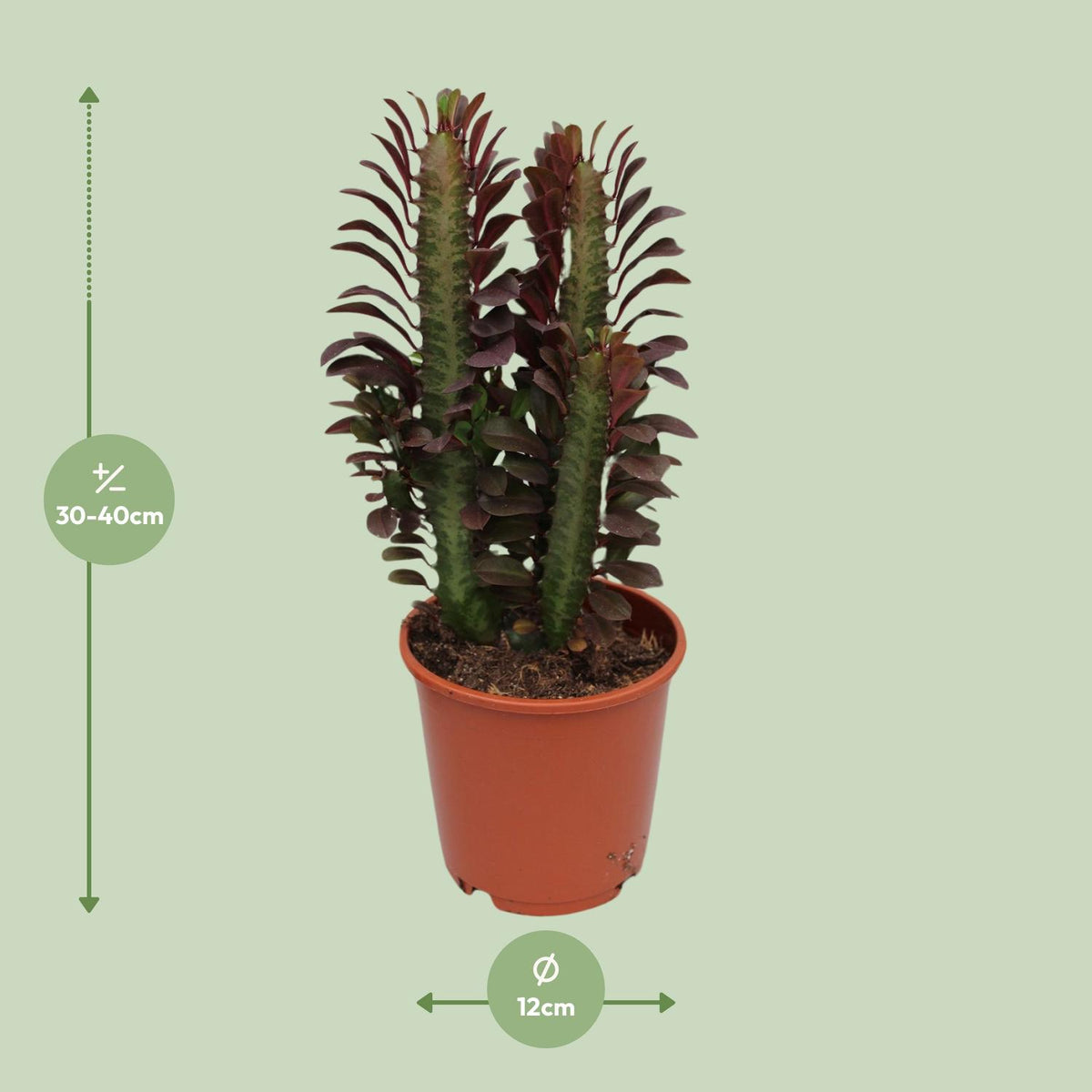 Euphorbia Trigona Rubra, kenmerkend blad