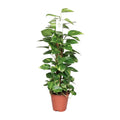 Detailfoto van Epipremnum Pinnatum Mosstok 80cm Scindapsus