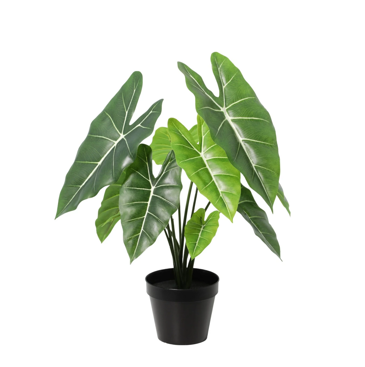 Kunstplant Alocasia Polly, gezonde plant
