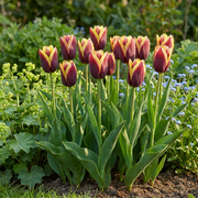 Tulp &