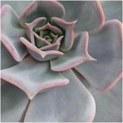 ROOTLESS Succulent Echeveria Lilacina op Deco tafelstandaard