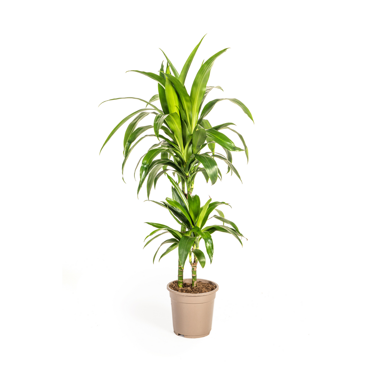 Dracaena Deremensis Lisa, plant in pot