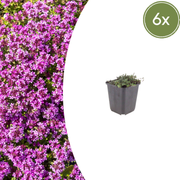 Thymus praecox &