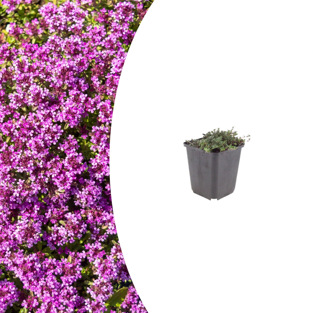 Thymus praecox 'Coccineus', gezonde plant