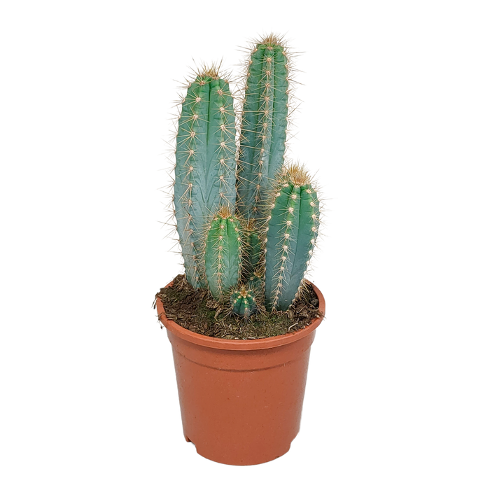 Pilosocereus azureus, blauwe zuilcactus, 17 cm
