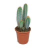 Pilosocereus azureus, blauwe zuilcactus, 17 cm