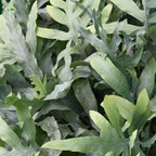 Phlebodium aureum Blue Star met mand, groeiwijze van de plant
