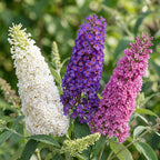 Vlinderstruik Tricolour, blauwe, roze en witte bloemtrossen, groene bladeren