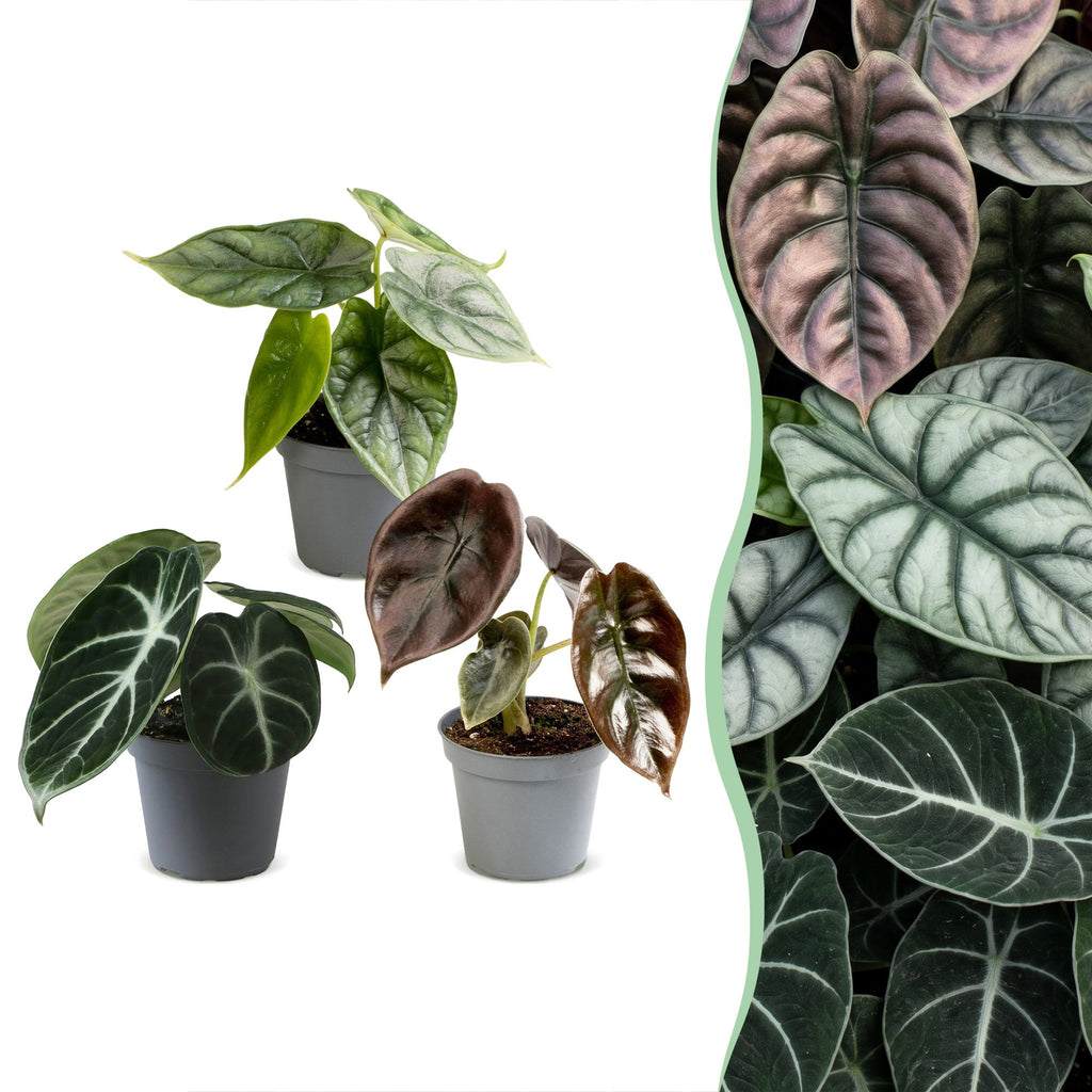 3x Baby Alocasia Tricolour - Rood - Groen - Zwart - Tropisch - Ø6cm - ↕12cm, plant in pot