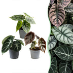 3x Baby Alocasia Tricolour - Rood - Groen - Zwart - Tropisch - Ø6cm - ↕12cm, plant in pot