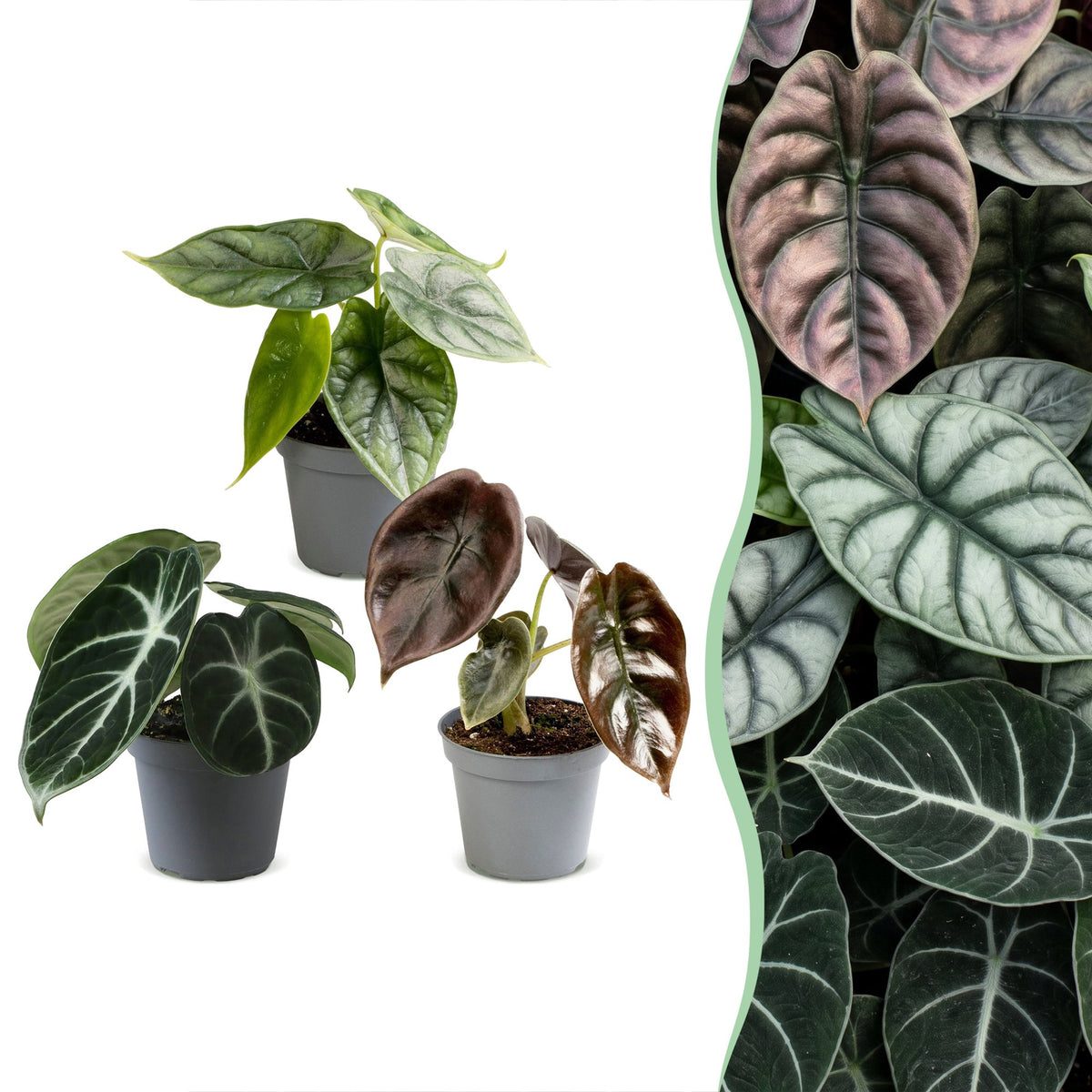 3x Baby Alocasia Tricolour - Rood - Groen - Zwart - Tropisch - Ø6cm - ↕12cm, plant in pot