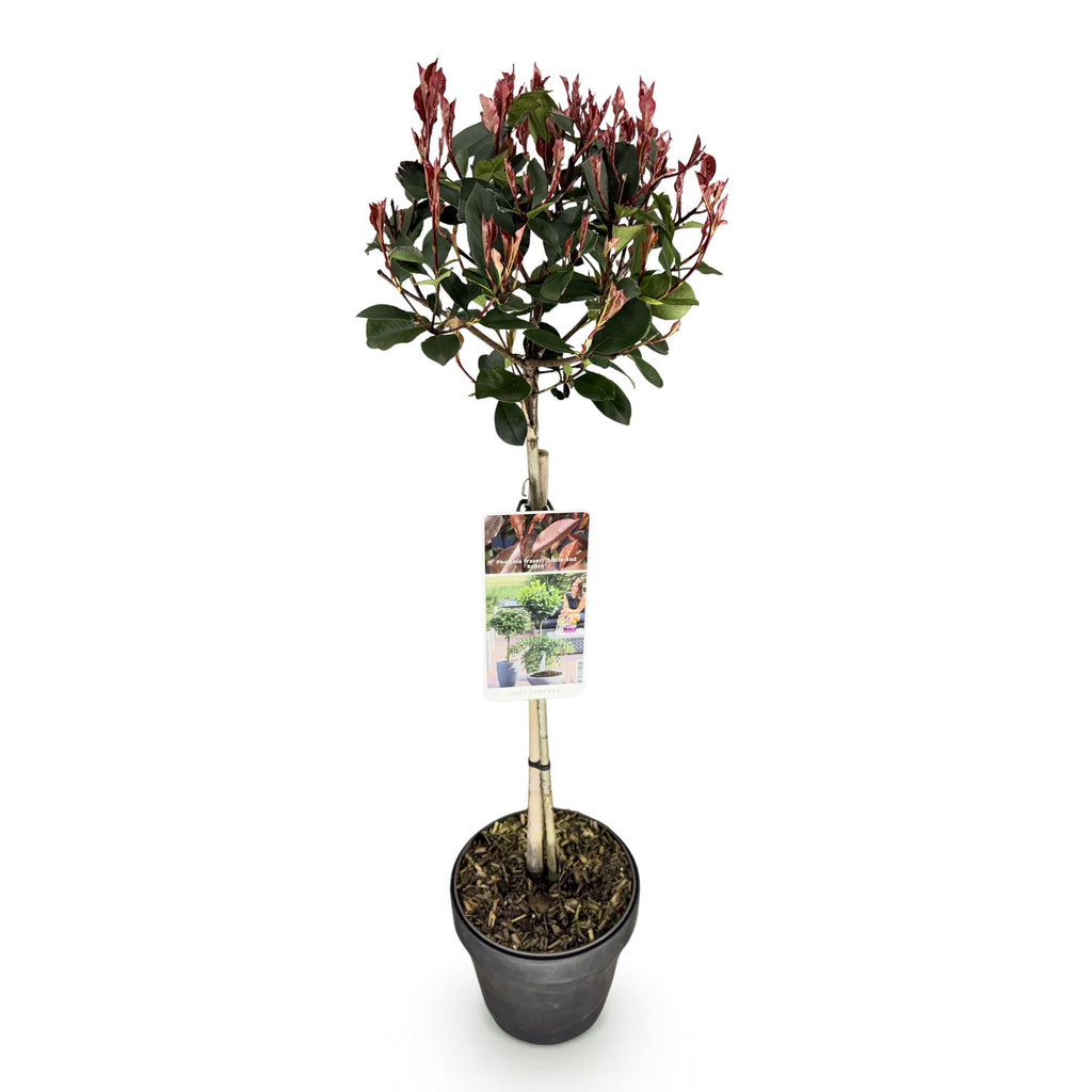 Photinia fraseri Little Red Robin, kenmerkend blad