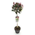 Photinia fraseri Little Red Robin, kenmerkend blad