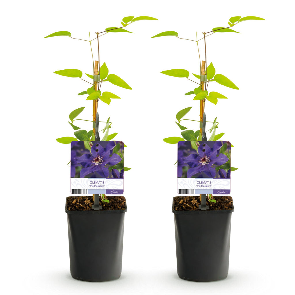 Productafbeelding van Pureplant