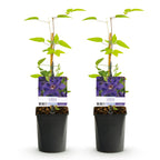 Productafbeelding van Pureplant