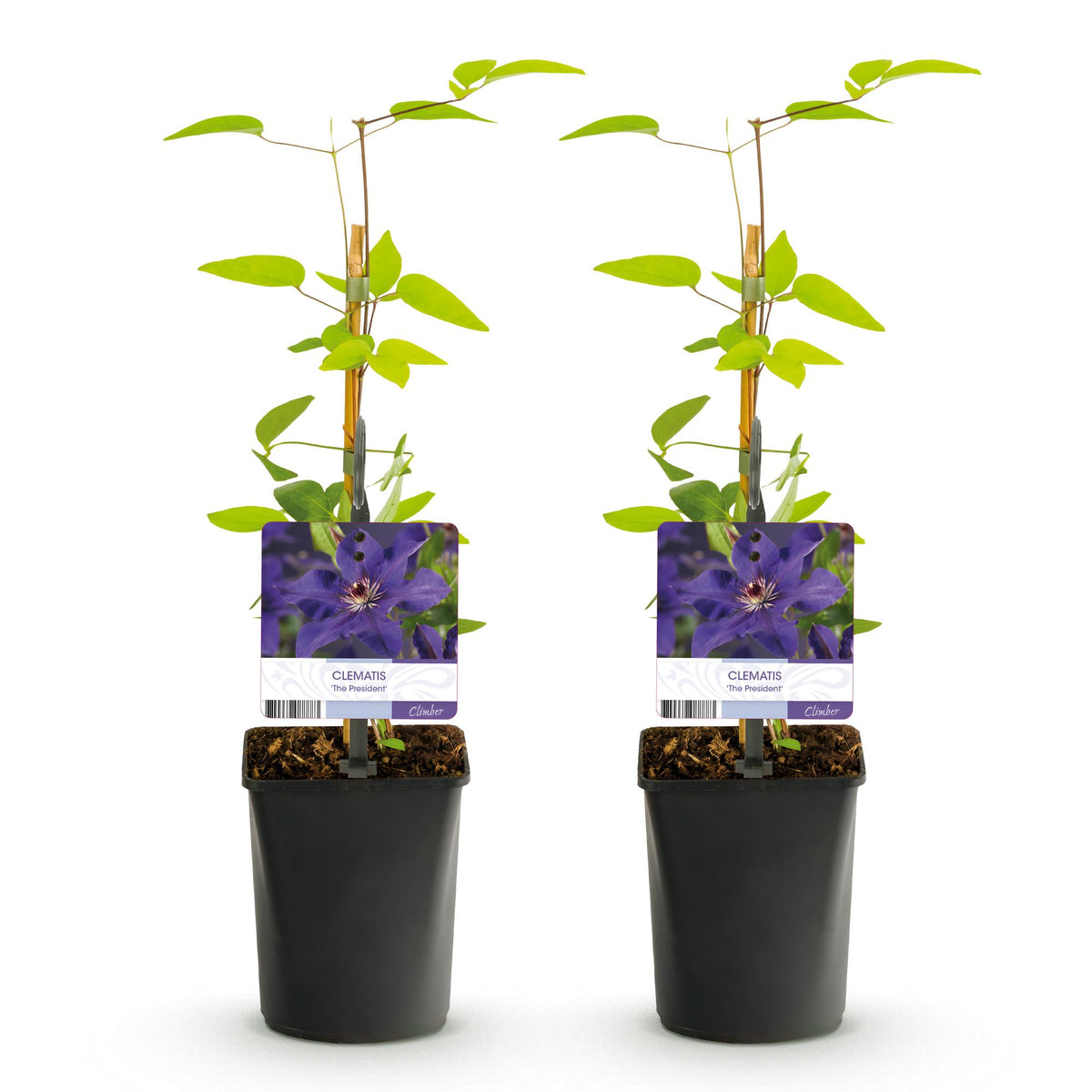 Productafbeelding van Pureplant